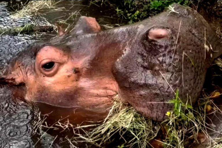 HIPOPOTAMO