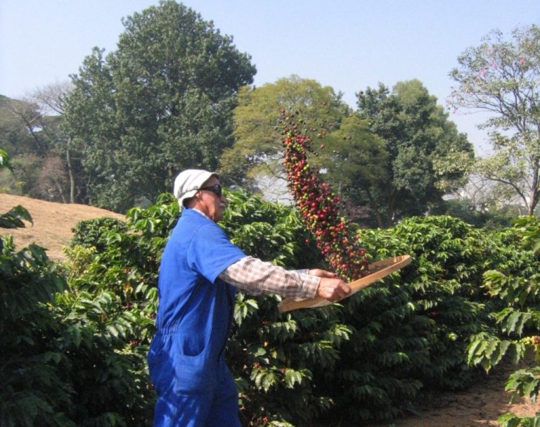 carnes-e-cafe-1024x809-1