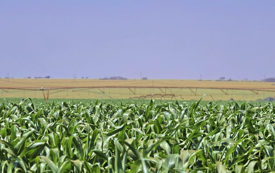 Agro-plantio-1024x683