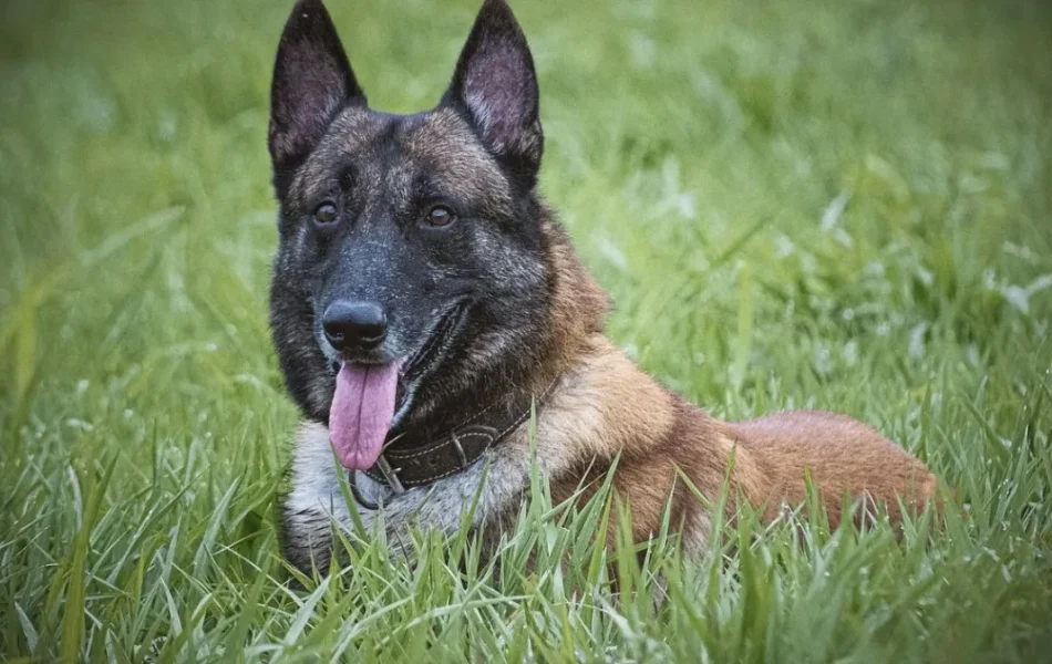 CÃOO