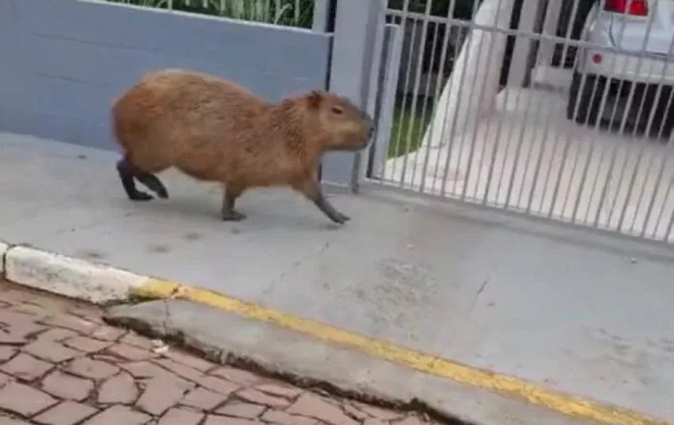 CAPIVARA