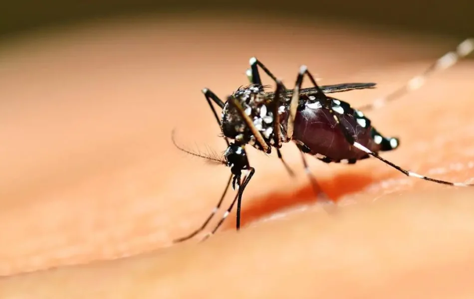 MOSQUITO-AEDES-AEGYPTI-TRANSMISSOR-DA-DENGUE-ZIKA-E-CHICUNGUNYA-1215x683.jpg