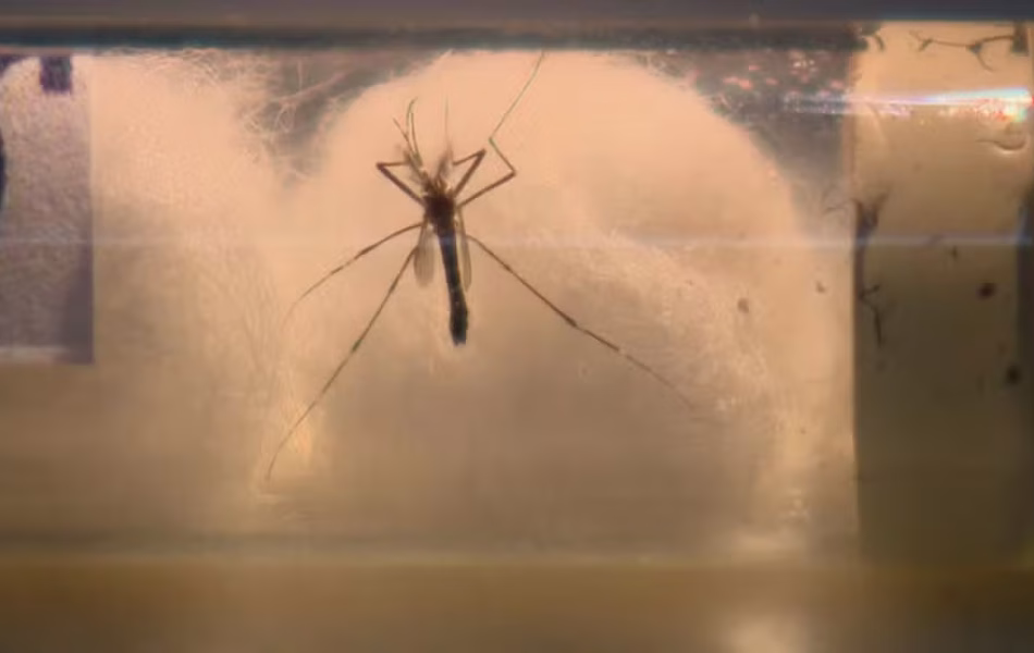 dengue-1-