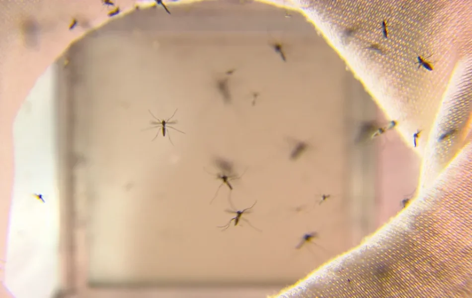 mosquito-da-dengue